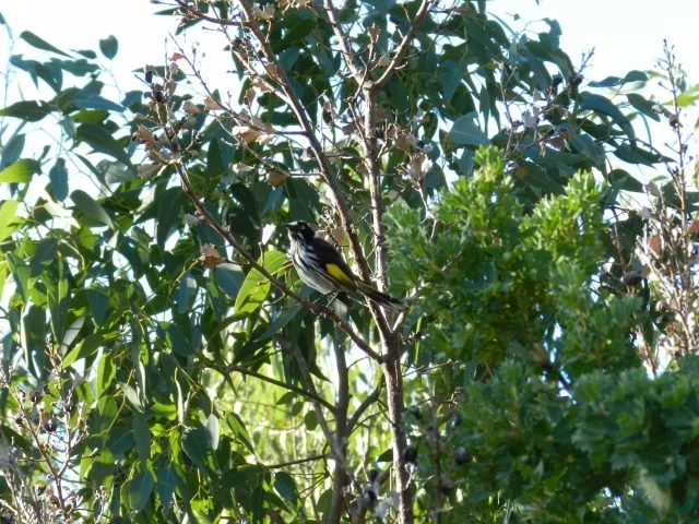 A New Holland Honeyeater making its home amongst the preserved bushland in Periwinkle Park